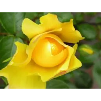 Nice Yellow Rose